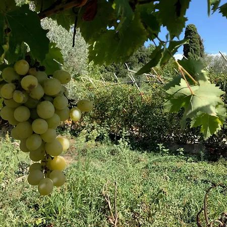 Apartament Casolare La Vigna Siena